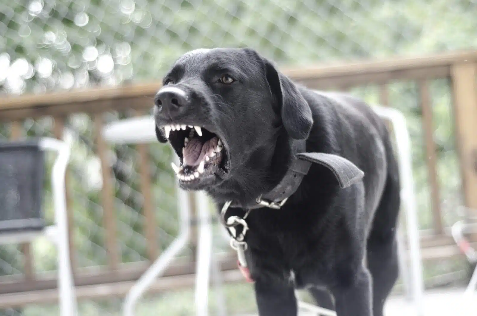Angry Black Dog