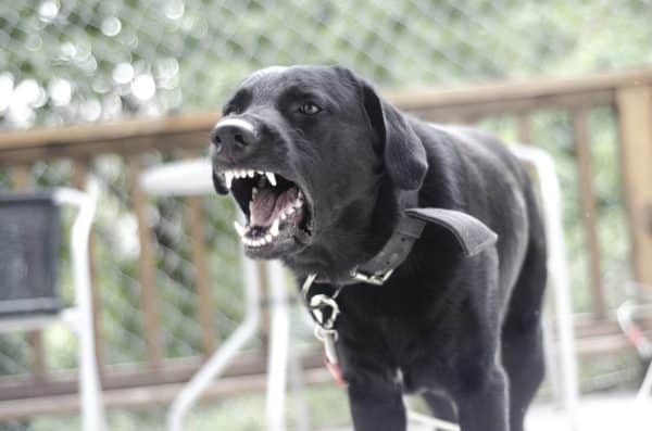 Angry Black Dog