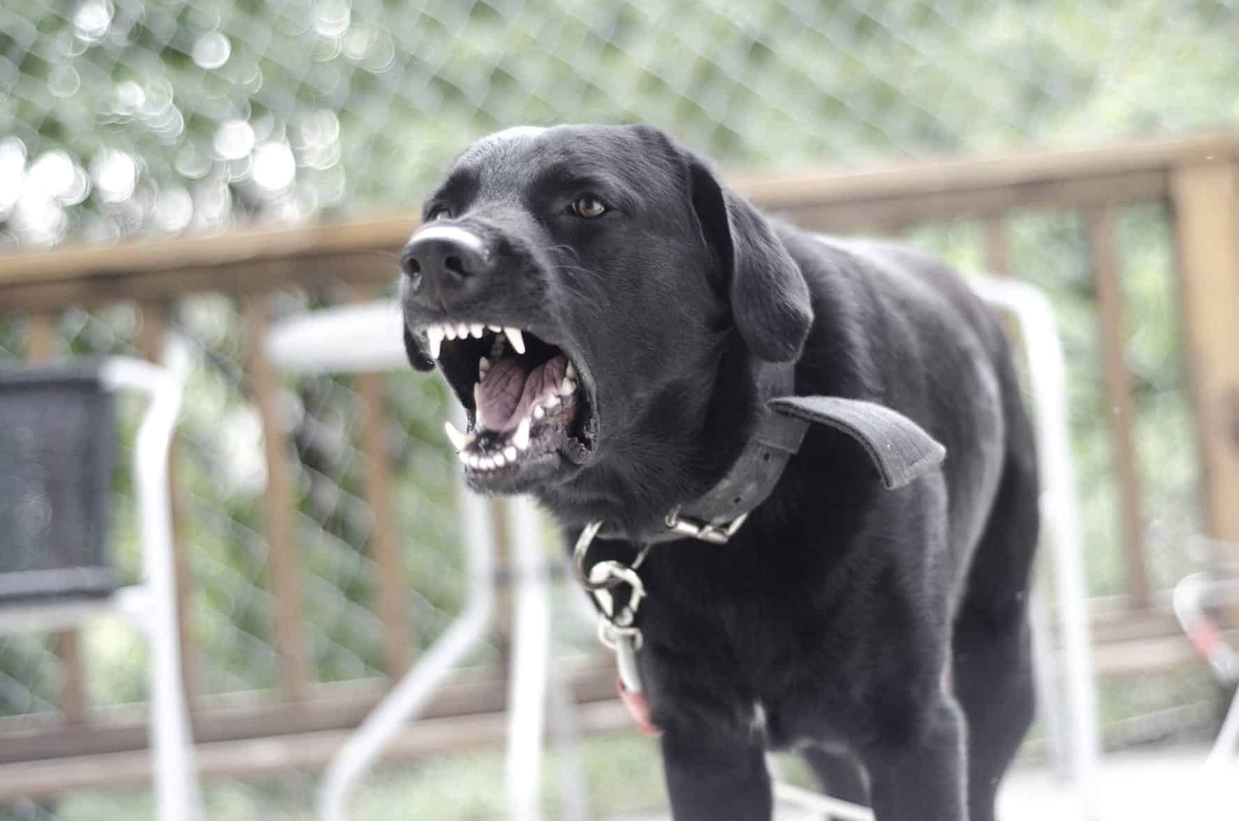 Angry Black Dog Stock Photo