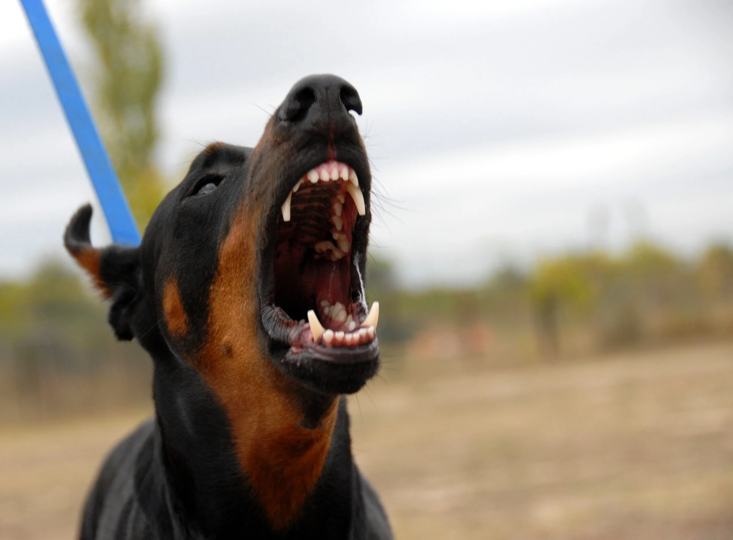 Chattanooga Dog Bite Injury Attorneys