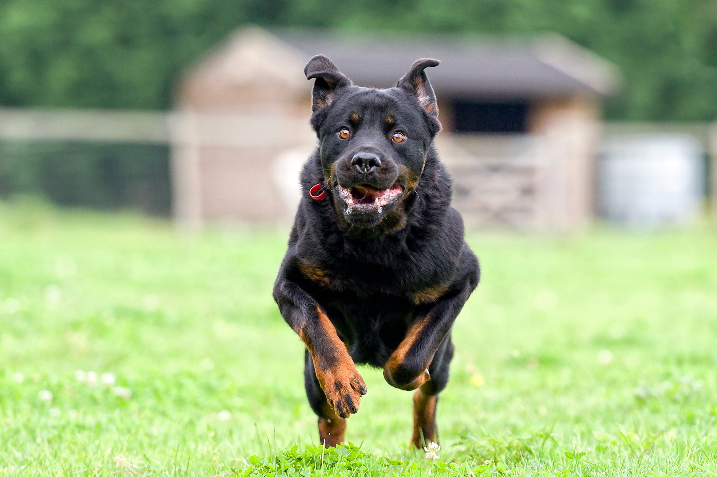 An aggressive black and brown dog running toward the camera with mouth open.