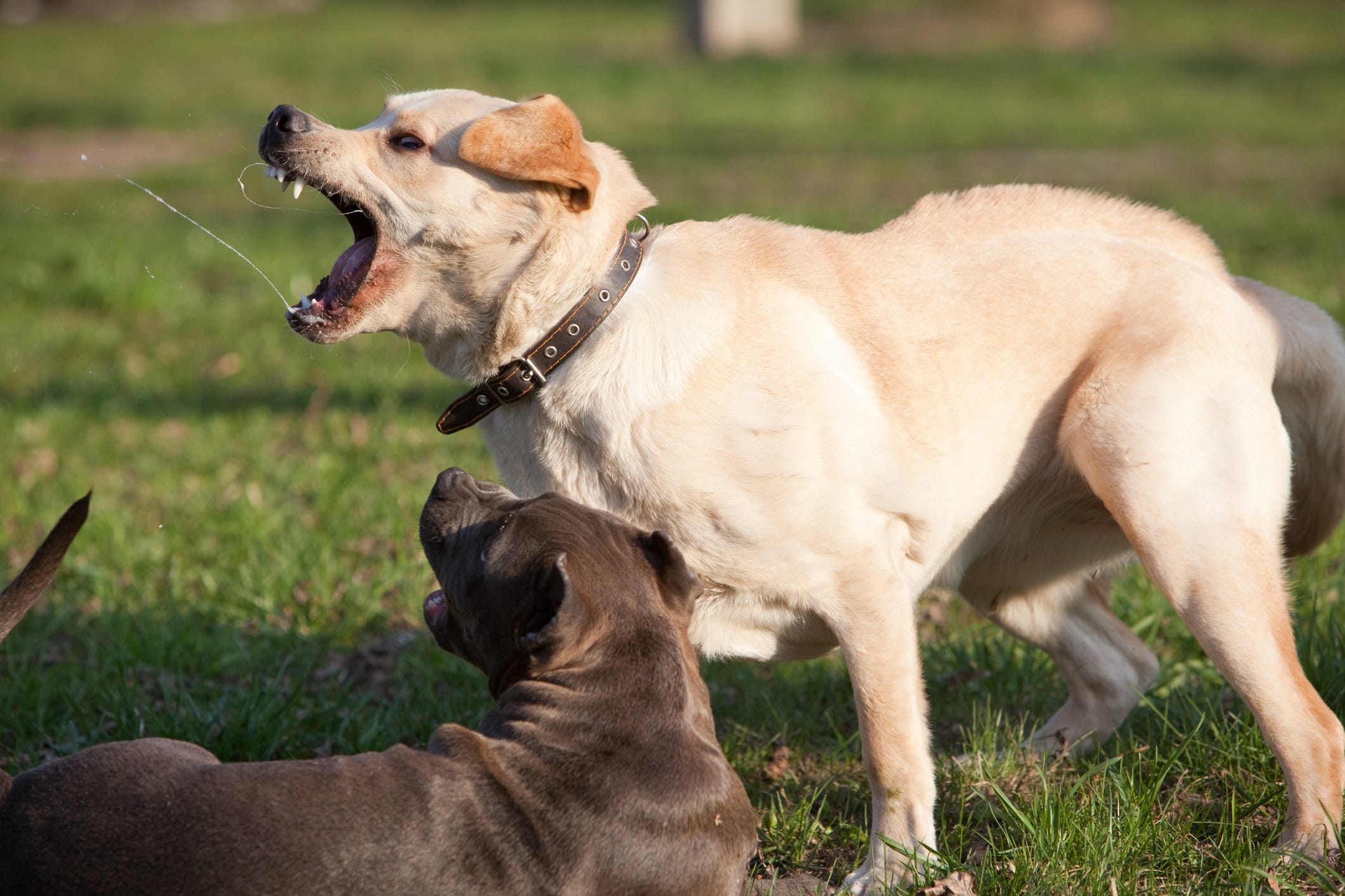 2 dogs, one laying down and one standing with its fur raised, appear to be barking at someone out of frame.